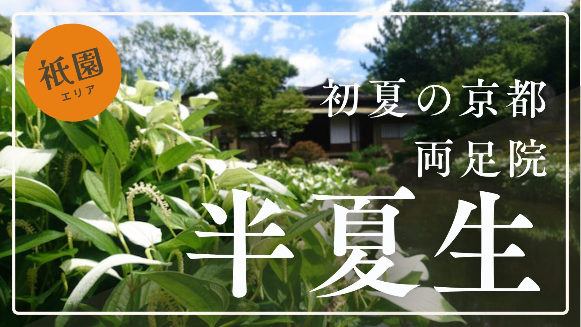初夏の京都観光におすすめ｜両足院で楽しむ、半夏生が彩る庭園【御朱印】【2025年特別公開】