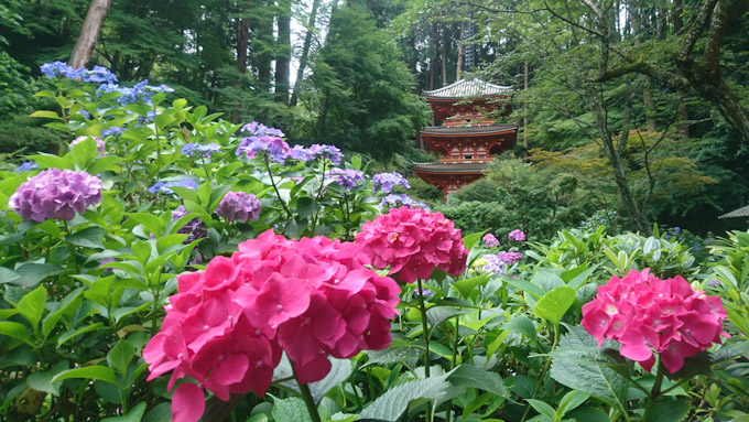 【岩船寺・浄瑠璃寺】アクセス│京都から半日コース│あじさいがオススメ